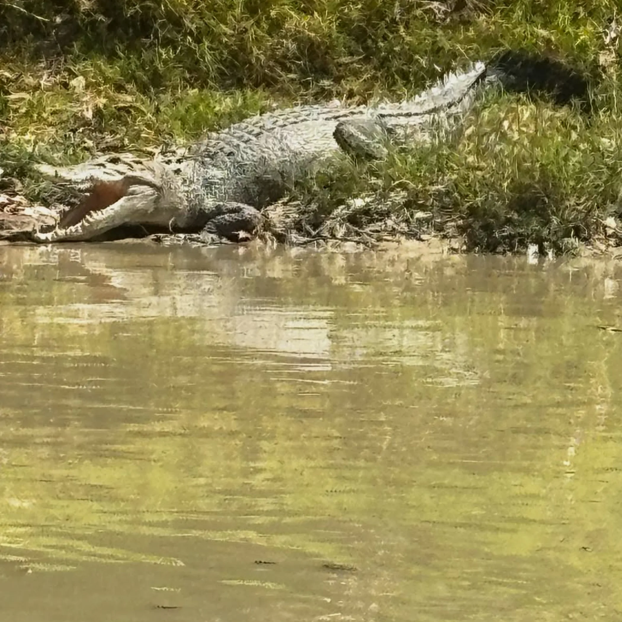visitor walking on marked boardwalk kakadu wetlands